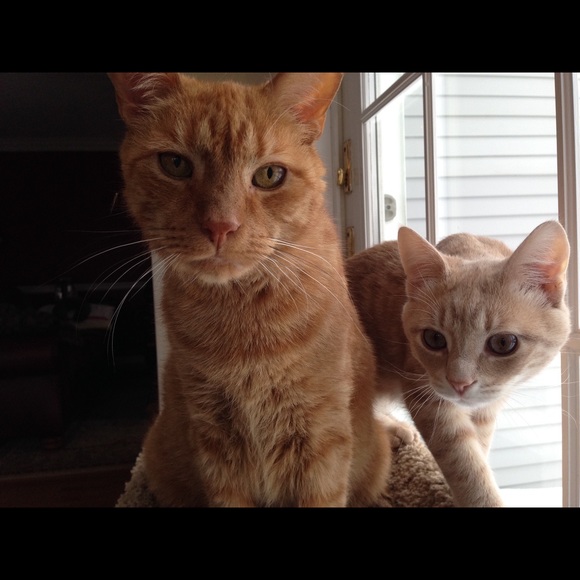 Meet your Posher, Addie - Picture 3 of 8